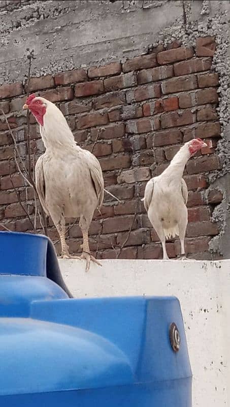 Heera Aseel Eggs For Sale 3