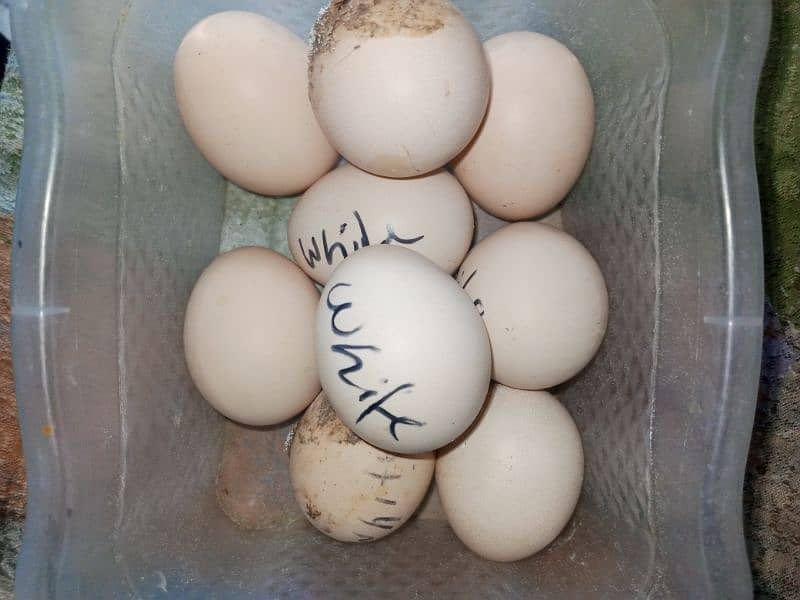 Heera Aseel Eggs For Sale 4