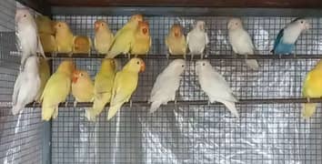 Love Birds(b2 Albino,b2 fishri,cremino,decino,Albino red eye,parblue)