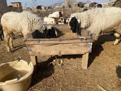 Goats and Sheeps For Sale