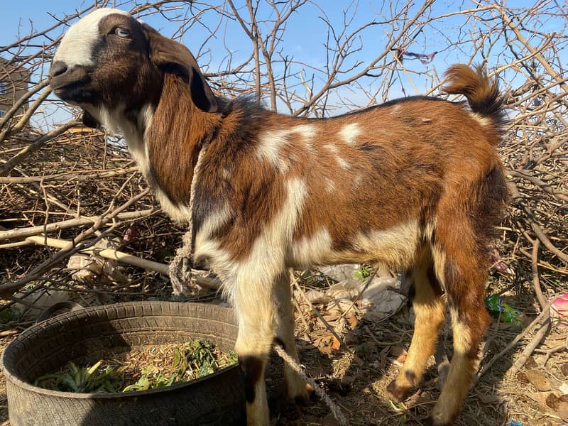 Goats and Sheeps For Sale 1