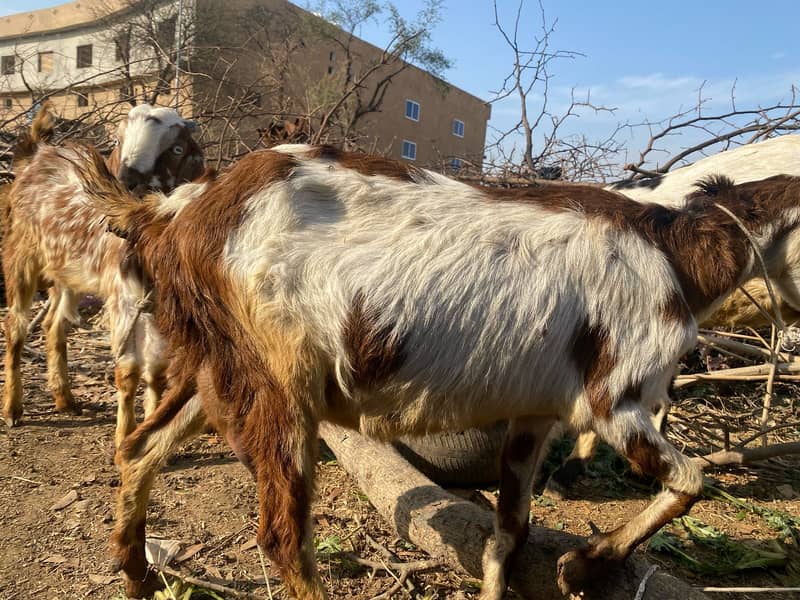 Goats and Sheeps For Sale 2