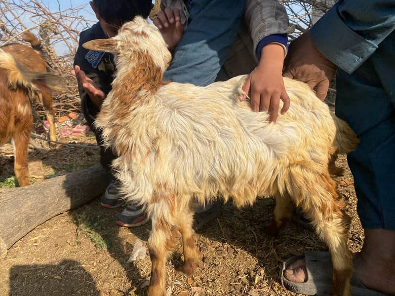 Goats and Sheeps For Sale 4