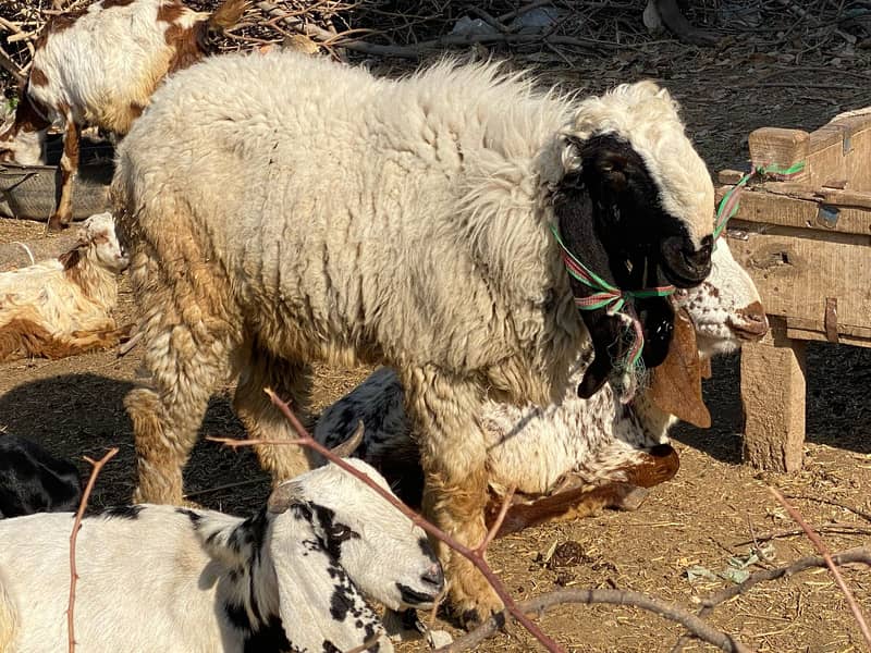 Goats and Sheeps For Sale 14