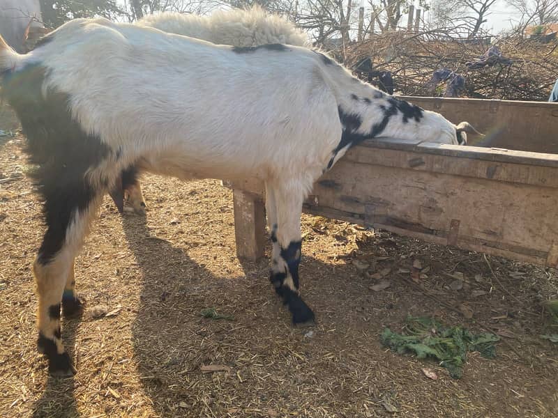 Goats and Sheeps For Sale 17