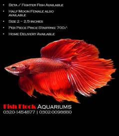 Beautiful Betta Fighter Fish for Sale – Vibrant Colors & Healthy!