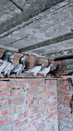 Bachy for sale pigeons/kabuter