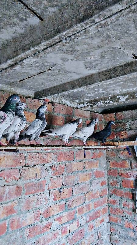 Bachy for sale pigeons/kabuter 0