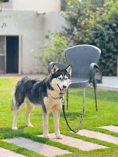 Husky female blue eyes