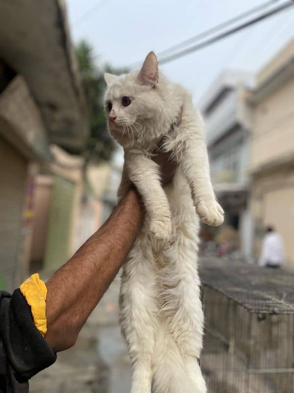 Turkish angora Triple cot female 0