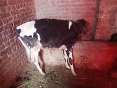 Nice breed female cow