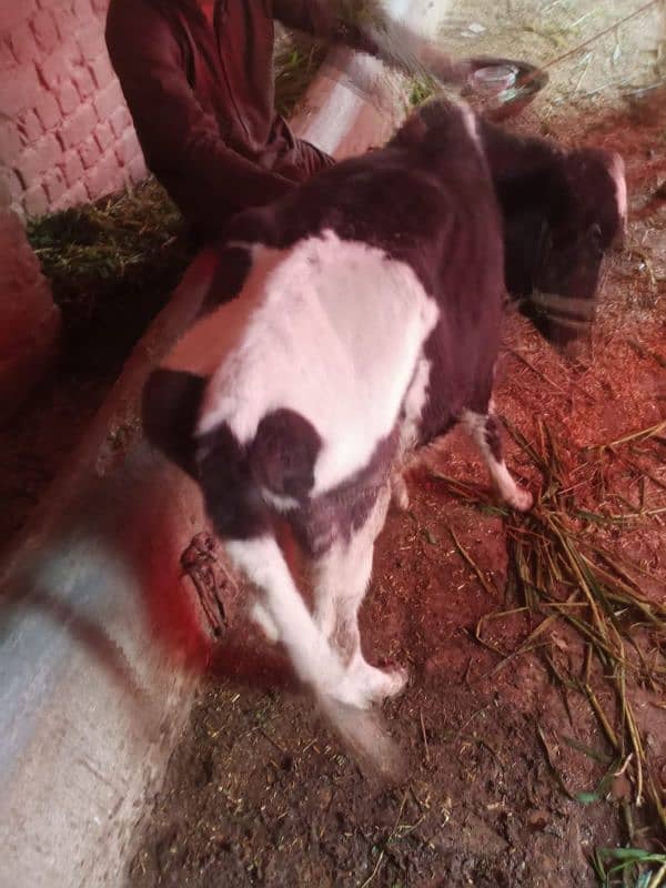 Nice breed female cow 2