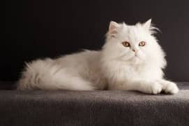 white persian cat