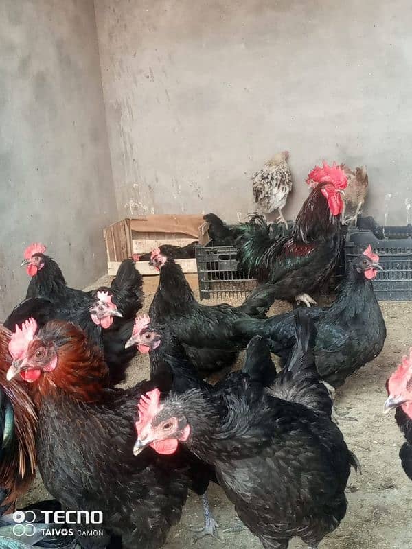 Australorp Layer Hens for Sale Price 2200 1