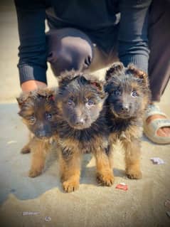 German shaperd puppy