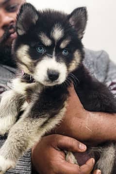 siberian husky wooly cote blue easy female