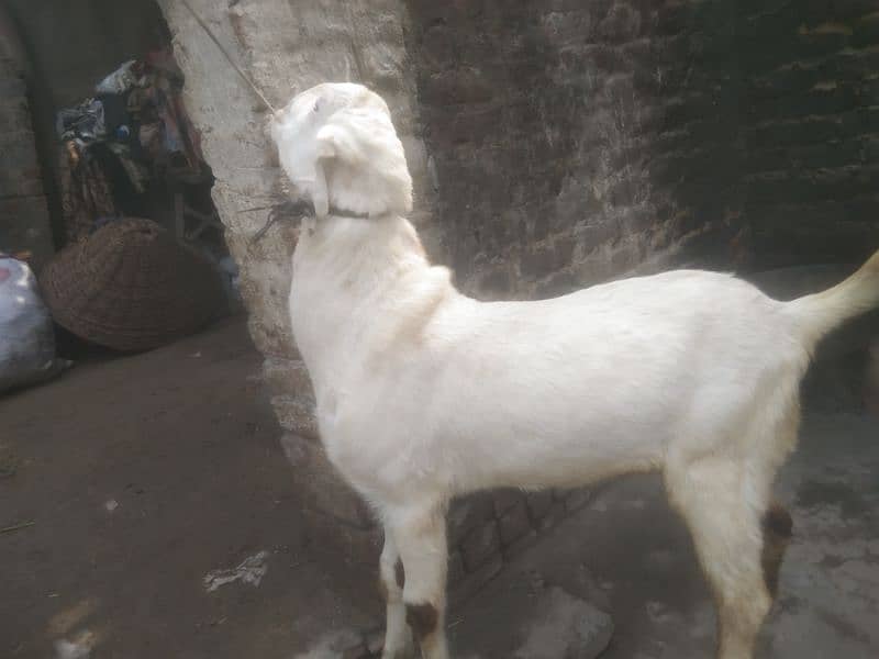 Qurbani Dasi Bakra Goat for Sale(دیسی بکرہ) 1