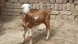 White Face Tedi Mundri Female kid