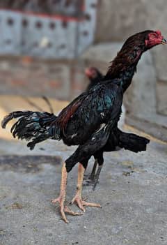 Thai chicks'Aseel pair, silkie male,aseel chicks,polish chicks