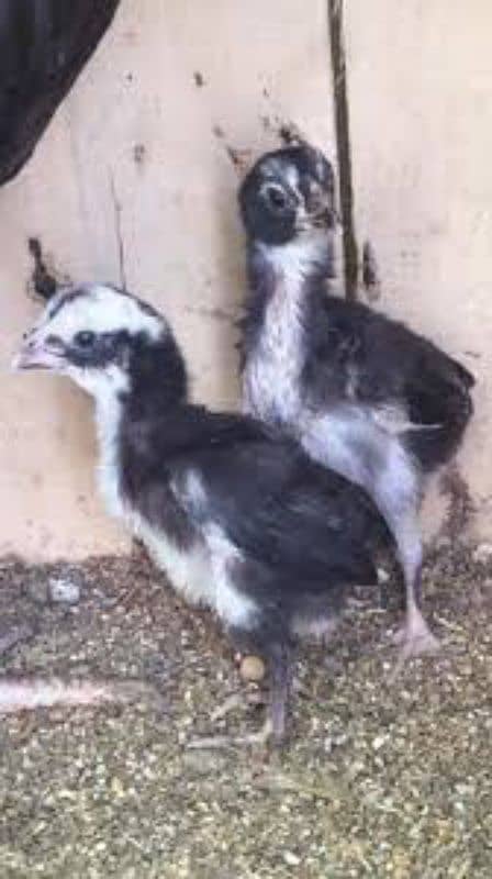 aseel |silkie hen | polish chicks |rosecomb chicks | Thai aseel chicks 3