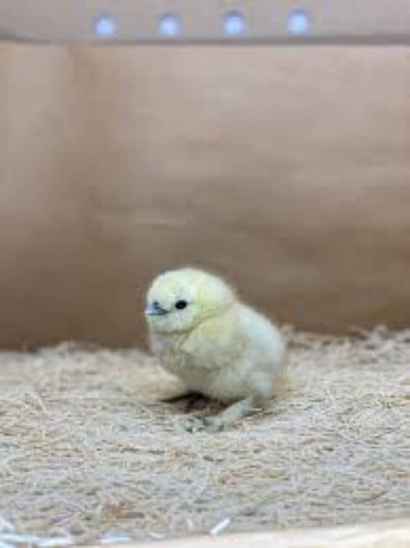 aseel |silkie hen | polish chicks |rosecomb chicks | Thai aseel chicks 8