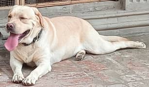 golden British Labra male for cross in pedigree