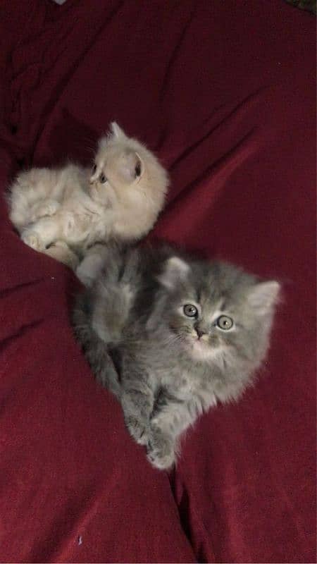 Triple coat extreme Quality healthy and vaccinated kittens each 10,000 0