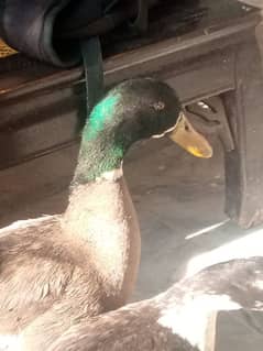 Duck breader pair for sale