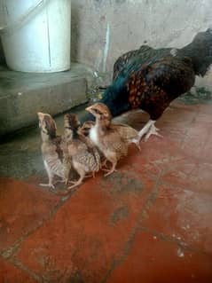 4 chicks for mianwali