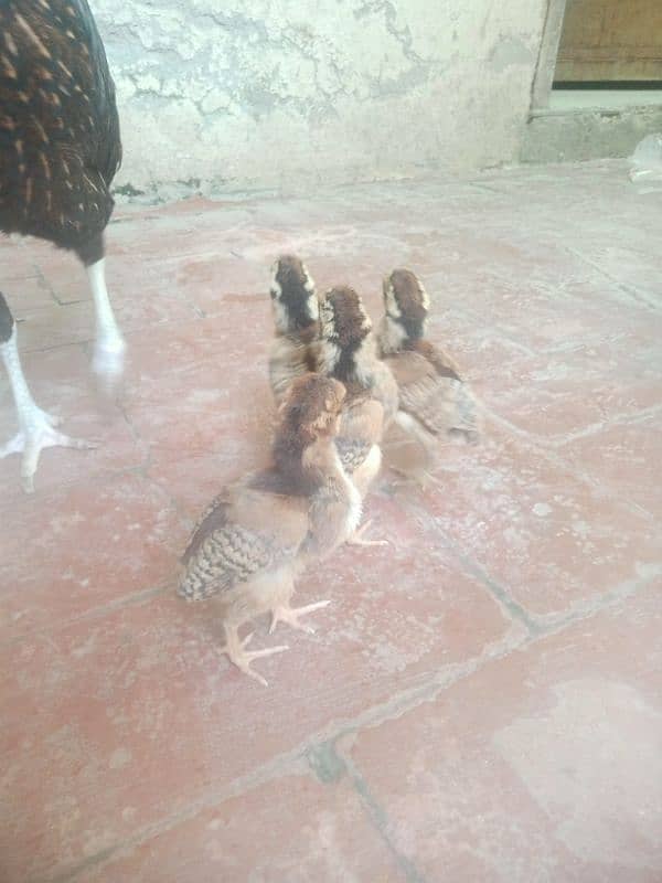 4 chicks for mianwali 1