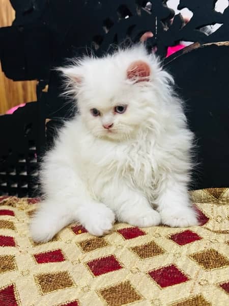 persian kitten 1