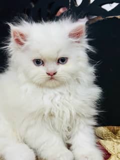 persian kitten