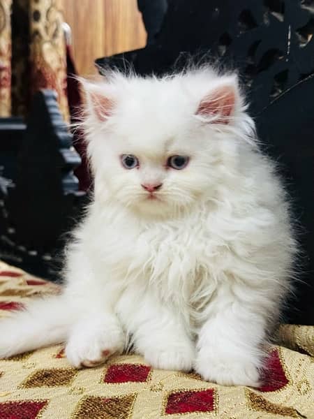 persian kitten 3