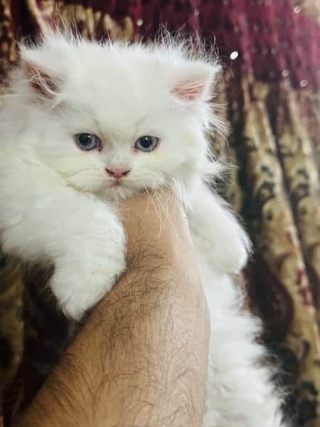 persian kitten 5