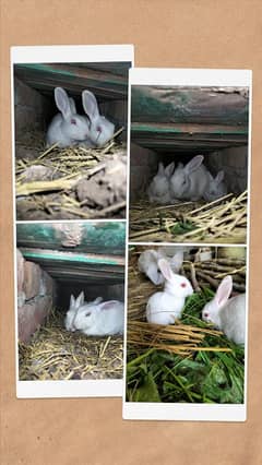 Rabbit bunnys red eyes full white