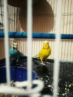 Budgie Pair