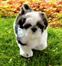 Shih Tzu Pedigreed Puppies For Sale