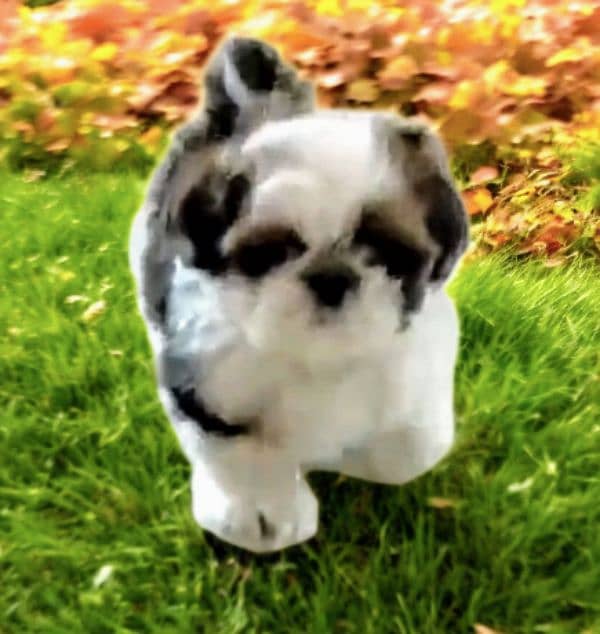 Shih Tzu Pedigreed Puppies For Sale 0