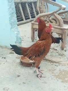 aseel male for sale