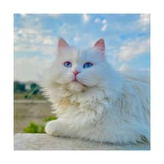 Persian Punch face triple coat cat Kitten