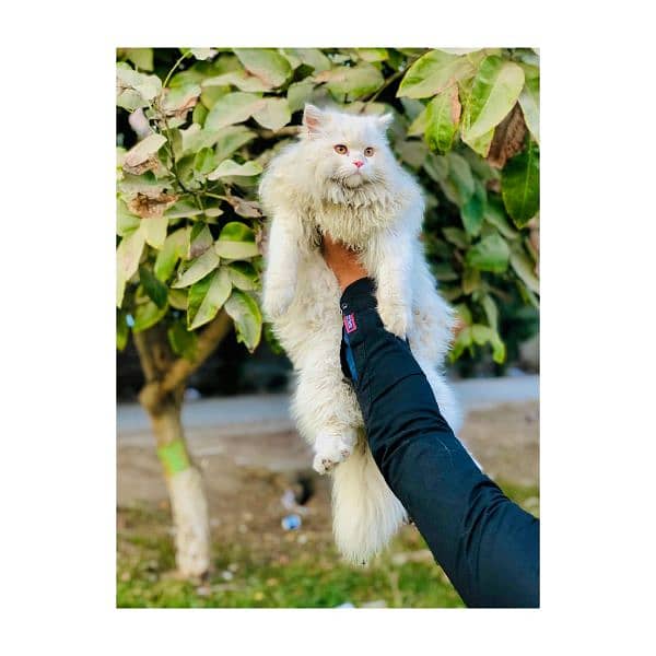 Persian Punch face triple coat cat Kitten 7