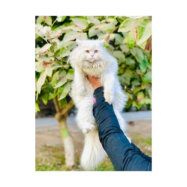 Persian Punch face triple coat cat Kitten 8