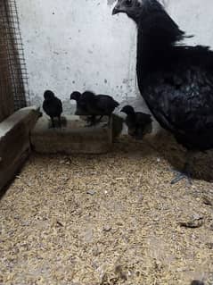 Ayam semane grey tong chicks available Health eqtive