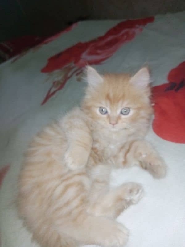 healthy and active triple coat kittens for sale 1