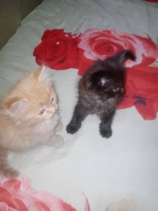 healthy and active triple coat kittens for sale 3