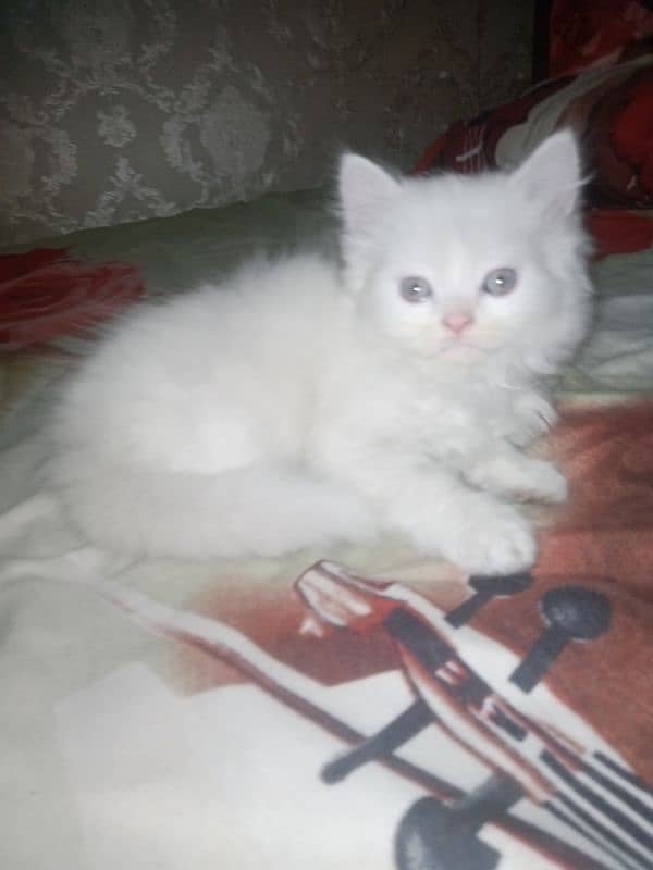 healthy and active triple coat kittens for sale 4