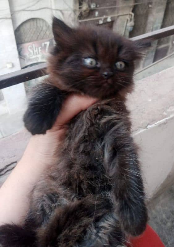 healthy and active triple coat kittens for sale 5