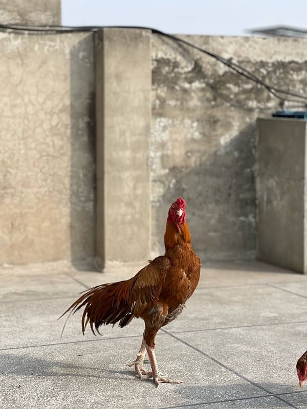 minwali aseel cock for sale 0