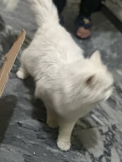 triple cotted percion cat  full white