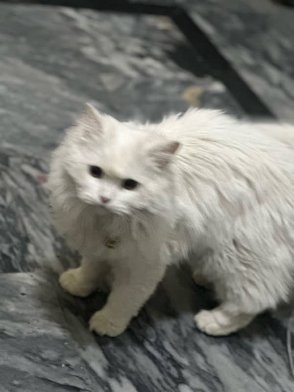 triple cotted percion cat  full white 1